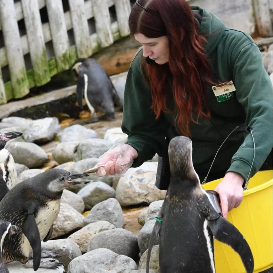 Alumna feeding penguins.