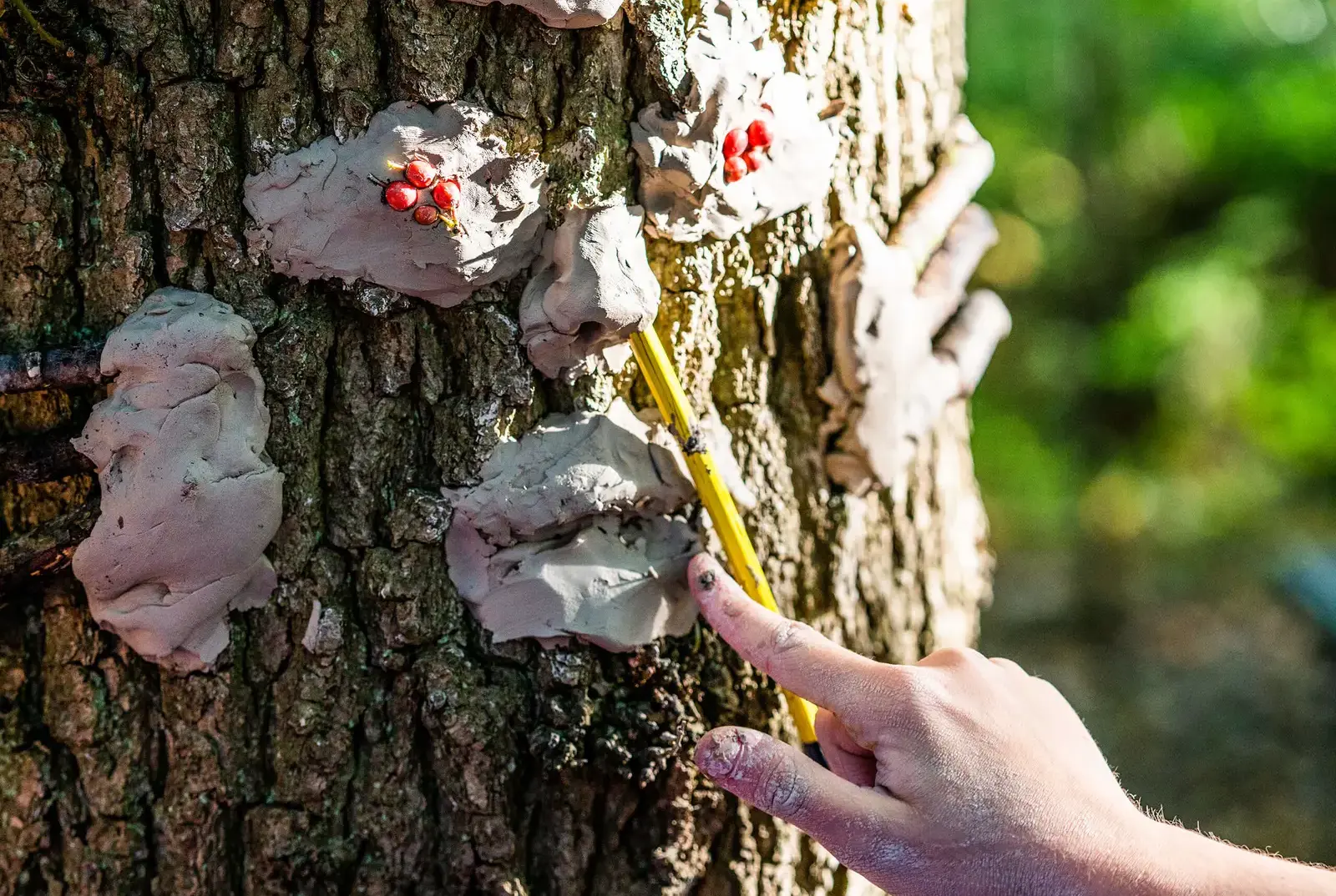 Artwork on a tree by a King's Magna pupil